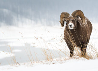 Bighorn parks proposal will not go ahead, says Alberta’s environment minister