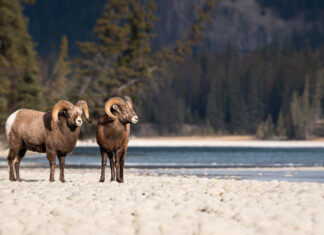 How bighorn sheep use crowdsourcing to find food on the hoof