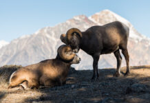 How bighorn sheep use crowdsourcing to find food on the hoof