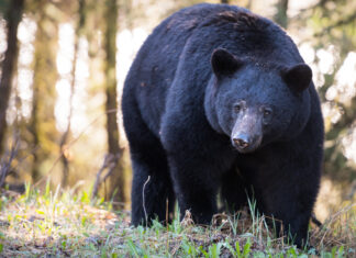 Living with Wildlife