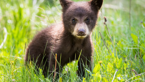 black-bear-cub-10