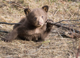 Compassionate conservation is ‘seriously flawed’