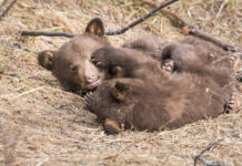 The pros — and cons — of empathy