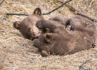 The pros — and cons — of empathy