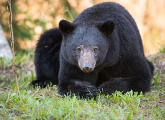 Old-growth logging leaves black bears without dens: biologist