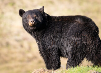 What happens to Jasper’s animals when wildfire rips through their home?