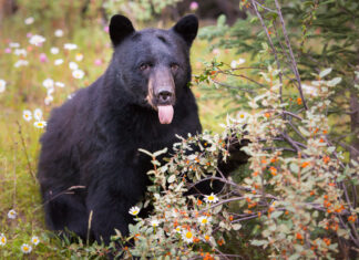 Two Truths and a Lie