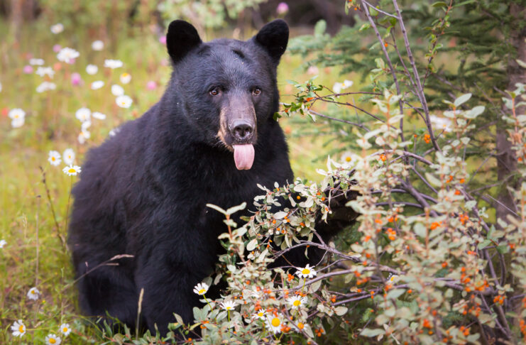 Two Truths and a Lie