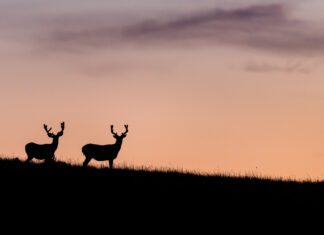 We were always here: Insight into Indigenous perspectives