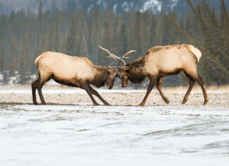 How We Can Win: And What Happens to Us and Our Country If We Don’t