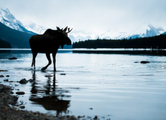 The Wolves and Moose are Out of Whack