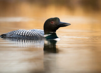 Biodiversity: Finance and the Economic and Business Case for Action