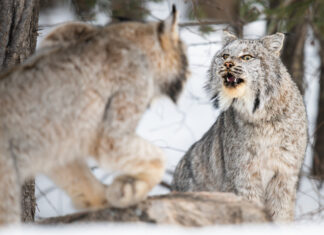 Reproduction & Genetics