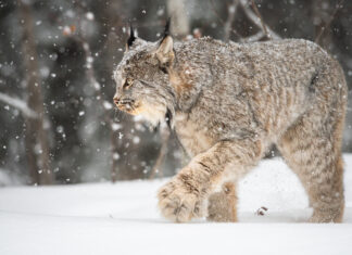 Winter Wildlife