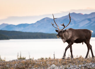 Explaining your world, today: A Supermajority, Tariff Threat, Social Media Ban and more!