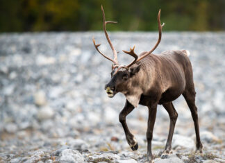 Triage in the wild: Is it time to choose which species live and which die out?