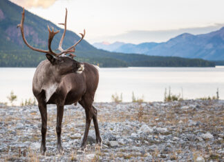 Party politics. Leadership races.