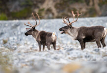 In Defense of Biodiversity: Why Protecting Species from Extinction Matters