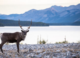 It’s Time to Let Certain Animals Go Extinct