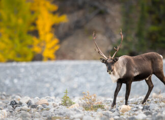 How captive breeding can help save endangered species