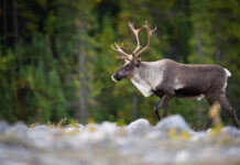 Killer whales to caribou: UN environment report has strong message for Canada
