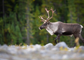 Ontario developers could soon pay fee in lieu of taking actions to protect endangered species