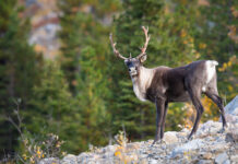 Back from the Brink: Can Stem Cells Rewind Extinction?