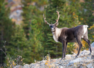 ‘It’s game over’: Last ‘Grey Ghost’ caribou herd is down to just three members, all female