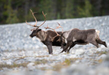 Protected or not, Canadian species are in serious decline: WWF report