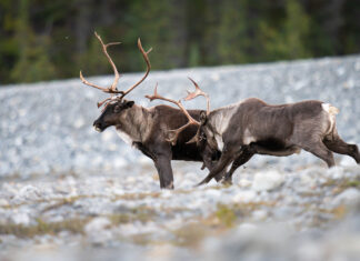 Protected or not, Canadian species are in serious decline: WWF report