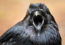 How do birds communicate? Network science models are opening up new possibilities for experts