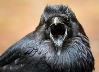 How do birds communicate? Network science models are opening up new possibilities for experts