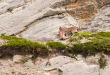 Bringing back predators changes everything