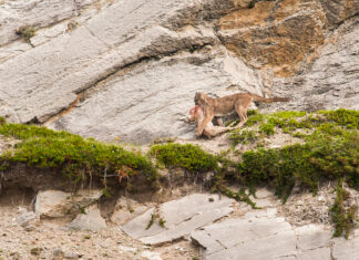 Bringing back predators changes everything