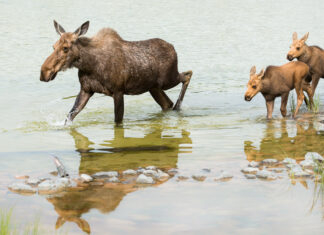 Spring Wildlife