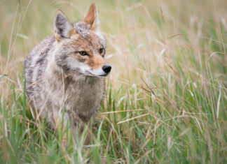 Demographic and spatial responses of coyotes to changes in food and exploitation