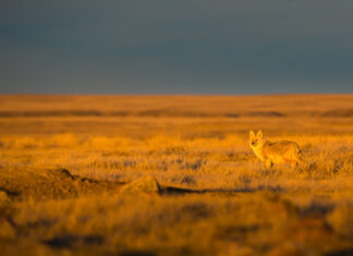 Saskatchewan Election Update #2