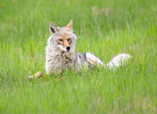 Coyote America: A Natural & Supernatural History