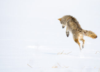 Coyotes Can Protect Your Livestock From Predators