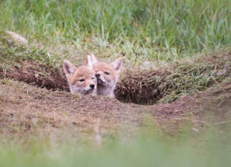 Wild City: Dutch-born Photographer Sees SF Through a Different Lens