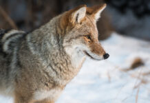 Yes, eastern coyotes are hybrids, but the ‘coywolf’ is not a thing