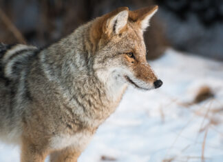 Yes, eastern coyotes are hybrids, but the ‘coywolf’ is not a thing