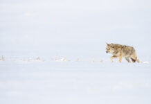 The History of Coyotes