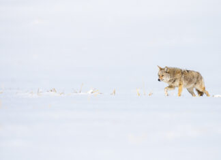 The History of Coyotes