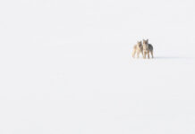 We Are Friends: A Canadian Indigenous Peer Mentor Program’s Journey from Vision to Reality