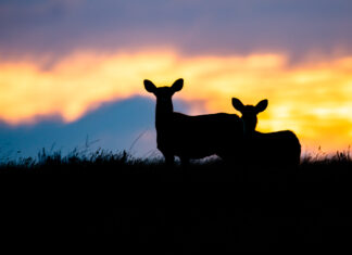 A Death Of Ethics: Is Hunting Destroying Itself?