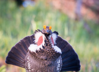 Compromise with the oil and gas industry made the sage grouse vulnerable to extinction