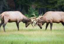 In the perpetual quest for the secret to happiness, scientists butted heads until they found an answer