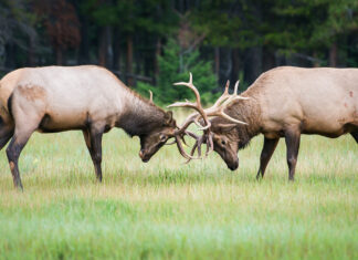 In the perpetual quest for the secret to happiness, scientists butted heads until they found an answer