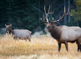 Fighting flora with fauna